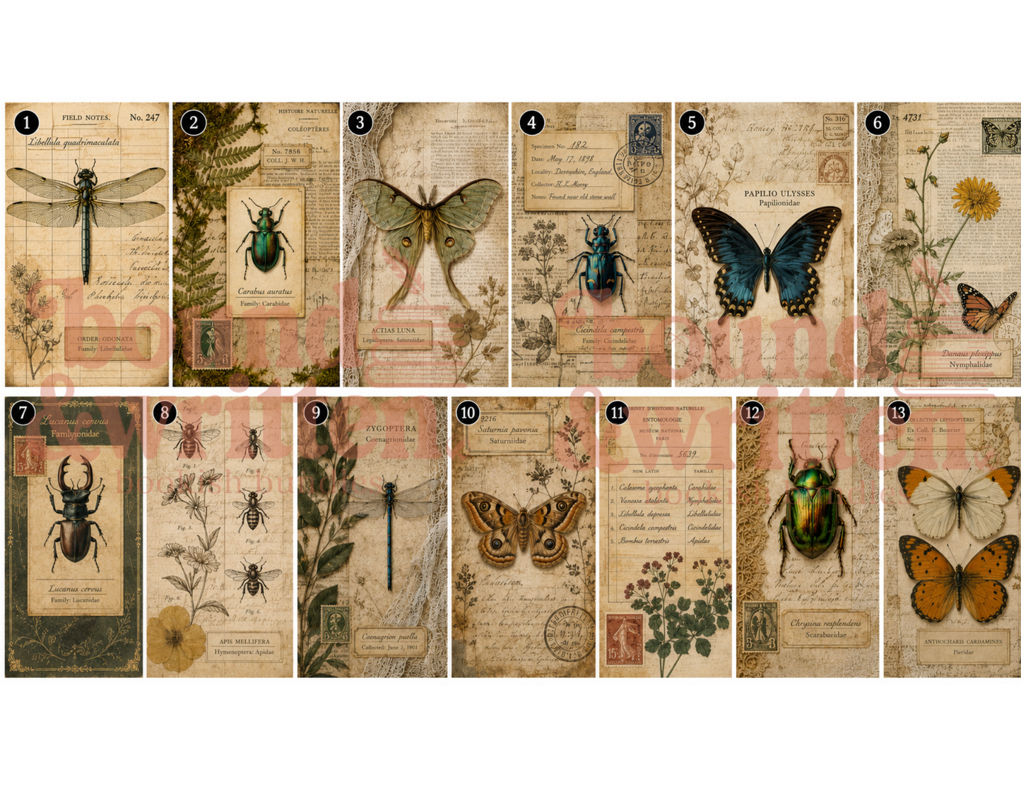 Naturalist Themed Paper Pack